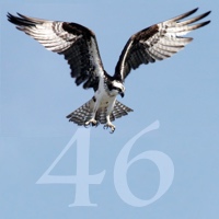 Significado del número 46 en Numerología » Número de ángel 46